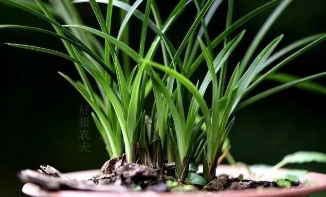 兰花|种植兰花前，一定要用多菌灵泡根吗？兰友：别用错了