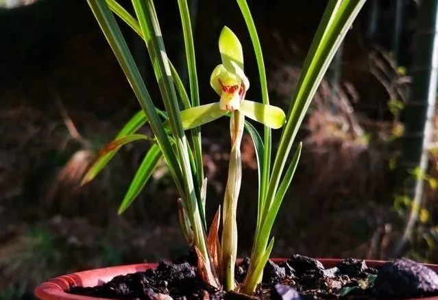 兰花|种植兰花前，一定要用多菌灵泡根吗？兰友：别用错了