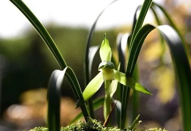 兰花|种植兰花前，一定要用多菌灵泡根吗？兰友：别用错了