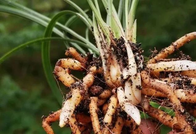 兰花|种植兰花前，一定要用多菌灵泡根吗？兰友：别用错了