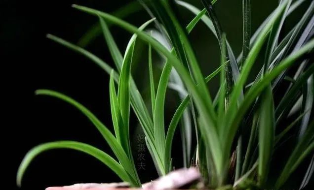 兰花|种植兰花前，一定要用多菌灵泡根吗？兰友：别用错了