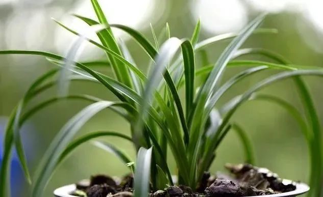 兰花|种植兰花前，一定要用多菌灵泡根吗？兰友：别用错了