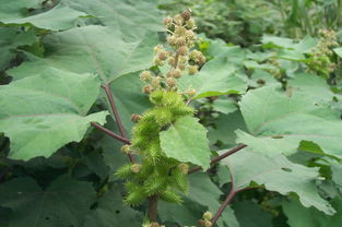 苍耳子|1种常见的小灌木，可治疗各种风湿，更是顽固白癜风的克星？！