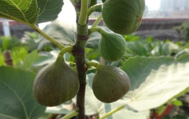 无花果|无花果：养了多年却只开花不坐果？做到3点，果子长成鸽子蛋大