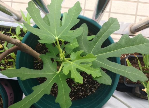 无花果|无花果：养了多年却只开花不坐果？做到3点，果子长成鸽子蛋大