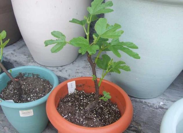 无花果|无花果：养了多年却只开花不坐果？做到3点，果子长成鸽子蛋大