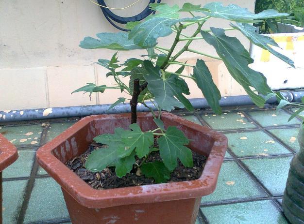 无花果|无花果：养了多年却只开花不坐果？做到3点，果子长成鸽子蛋大