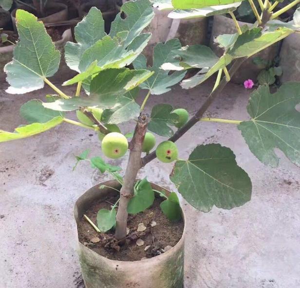 无花果|无花果：养了多年却只开花不坐果？做到3点，果子长成鸽子蛋大
