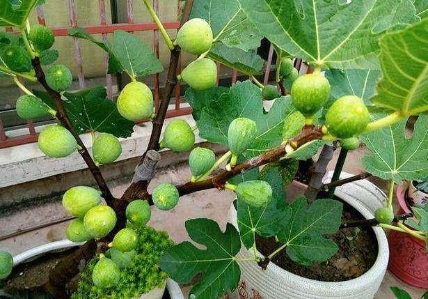 无花果|无花果：养了多年却只开花不坐果？做到3点，果子长成鸽子蛋大