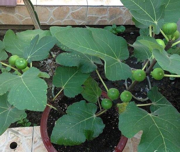 无花果|无花果：养了多年却只开花不坐果？做到3点，果子长成鸽子蛋大