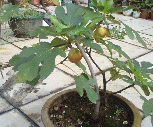 无花果|无花果：养了多年却只开花不坐果？做到3点，果子长成鸽子蛋大