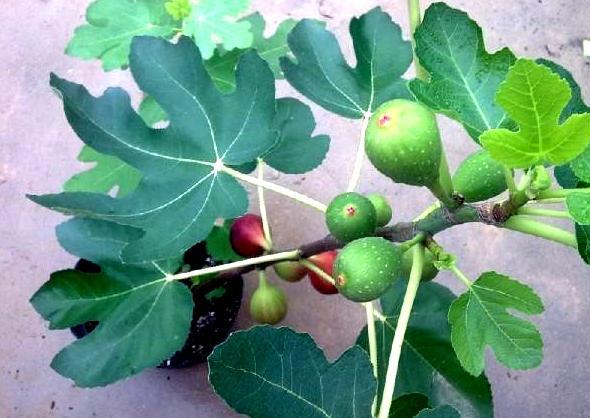 无花果|无花果：养了多年却只开花不坐果？做到3点，果子长成鸽子蛋大