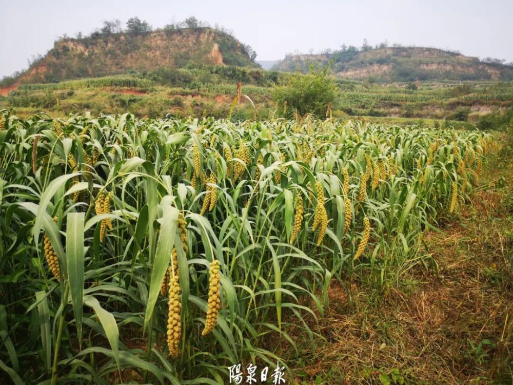 田地|田地里有“神器”！阳泉农民种地走出科技范儿……