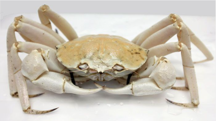 澳洲只有七张水晶蟹捕捞许可证,其中四张在西澳