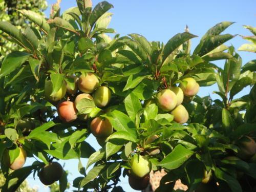 果园|果园怎么施用有机肥最科学？这篇文章说清楚了！