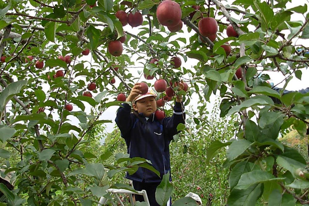 果园|果园怎么施用有机肥最科学？这篇文章说清楚了！