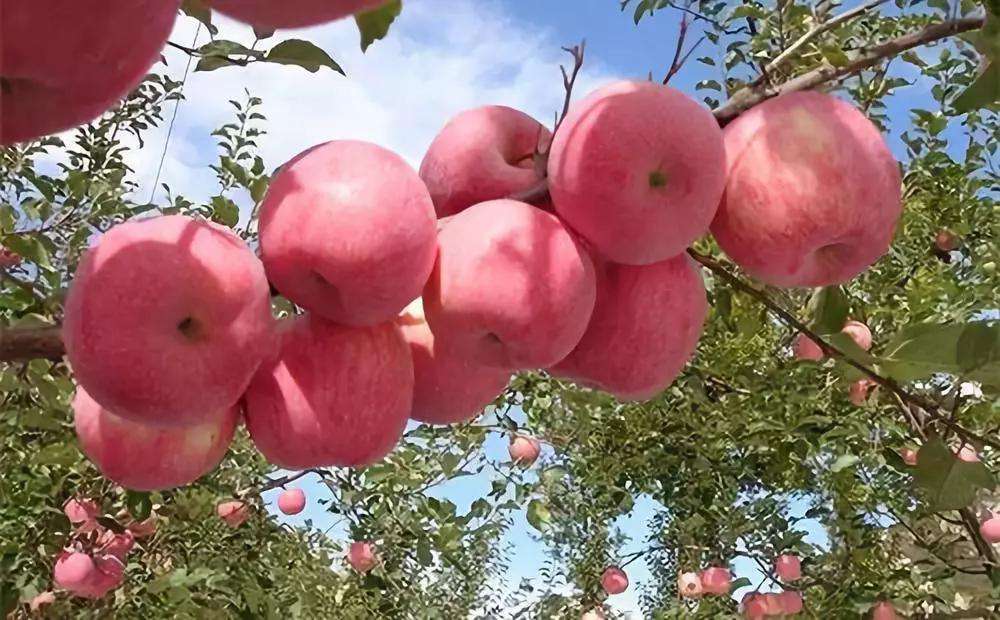 果园|果园怎么施用有机肥最科学？这篇文章说清楚了！