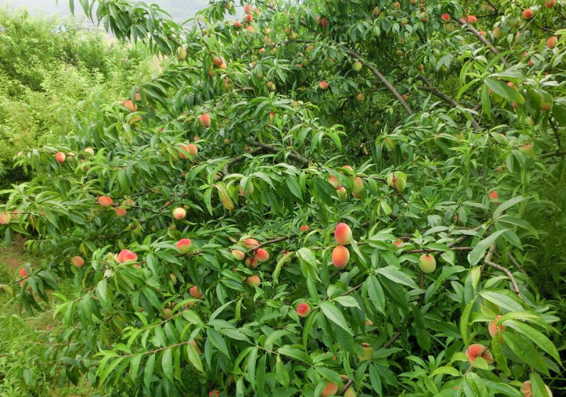 果园|果园怎么施用有机肥最科学？这篇文章说清楚了！