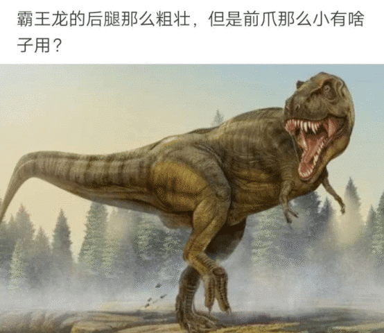 霸王龙|“霸王龙的后腿那么粗壮，前爪那么小有什么用呢？”哈哈哈哈哈……