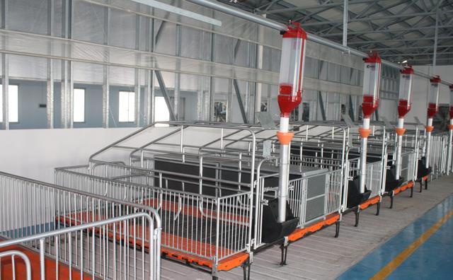 猪肉界的"台积电",掌控猪"芯片",小国丹麦是怎么做到的?