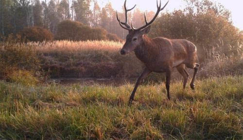 切尔诺贝利核电站|切尔诺贝利“变异生物”向外迁移，会对地球生态造成怎样的影响？