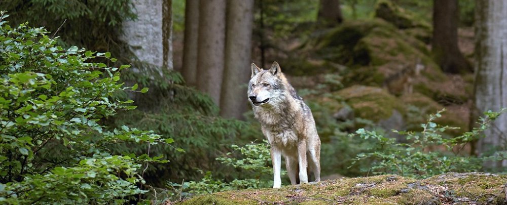 切尔诺贝利核电站|切尔诺贝利“变异生物”向外迁移，会对地球生态造成怎样的影响？