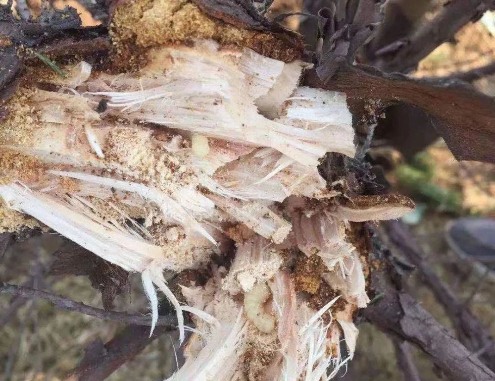 害虫|蛀干害虫危害继续-秋季蛀干害虫如何高效防治-透翠蛀干害虫套装的使用