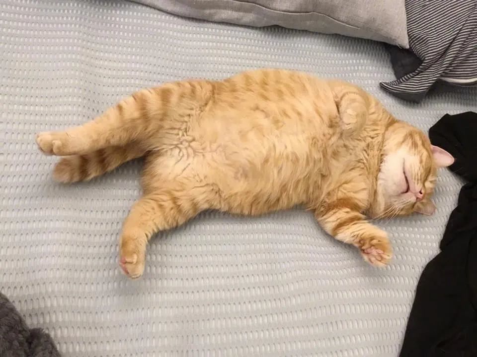 超懒猫咪集合快看看有你家的同款不