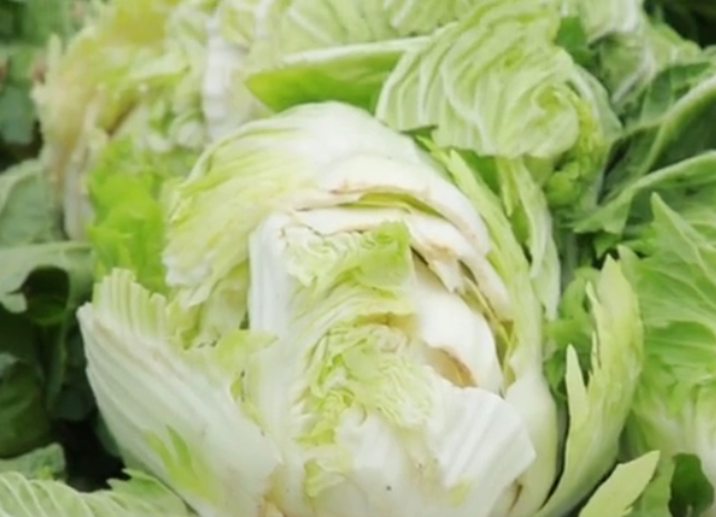 白菜|白菜包心后，做好两点，白菜产量高，叶球紧实