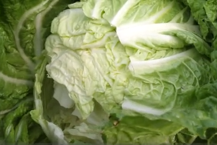 白菜|白菜包心后，做好两点，白菜产量高，叶球紧实
