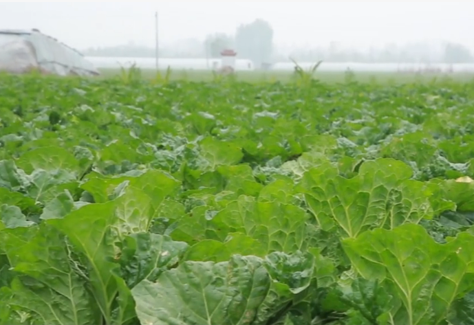 白菜|白菜包心后，做好两点，白菜产量高，叶球紧实