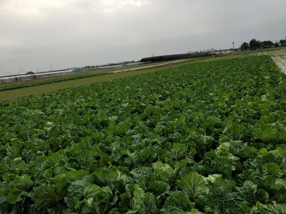 白菜|白菜包心后，做好两点，白菜产量高，叶球紧实