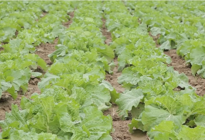 白菜|白菜包心后，做好两点，白菜产量高，叶球紧实