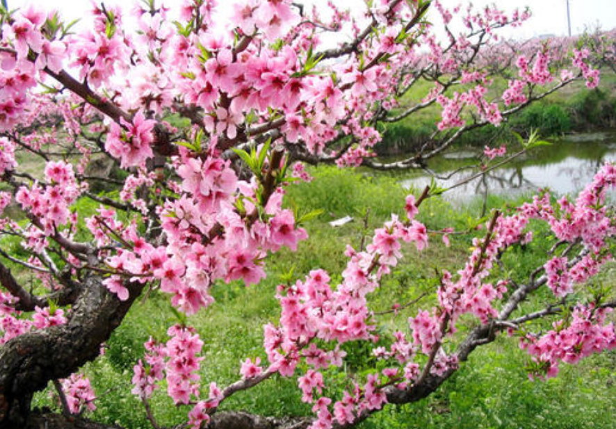 小恒屹|诗词大会6岁冠军王恒屹，被肉麻情诗考得不知所措，康震笑而不语
