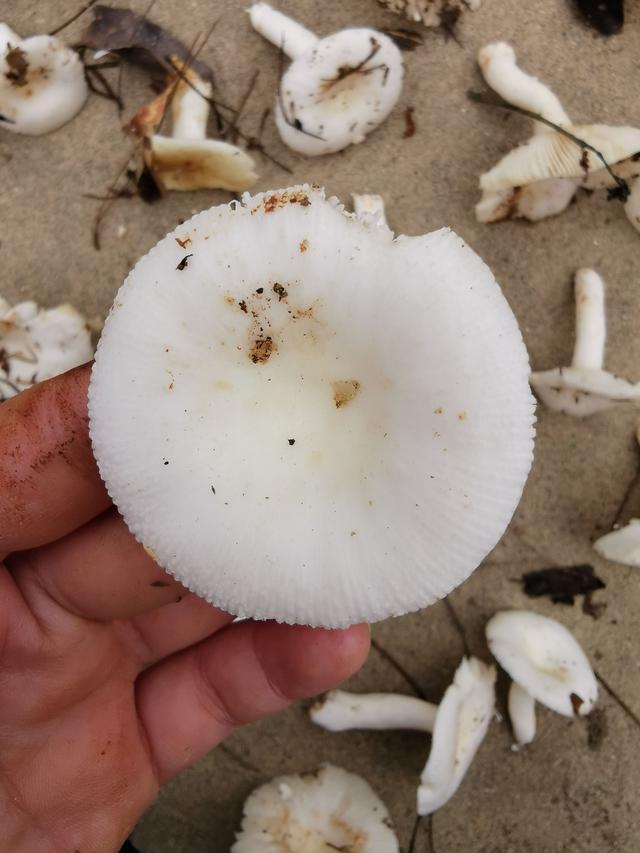 主要識別特徵:菌褶白色,直生,整個蘑菇都比較脆,長地上.