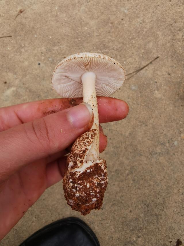 江西野生蘑菇太多啦天天两大筐毒蘑菇也不少