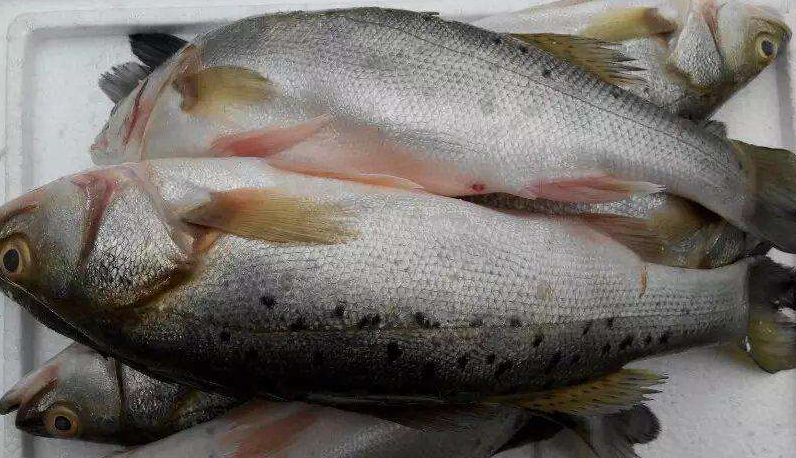 北京华联|北京华联超市一分公司的鲈鱼“太疯狂”，兽药超标近90倍！