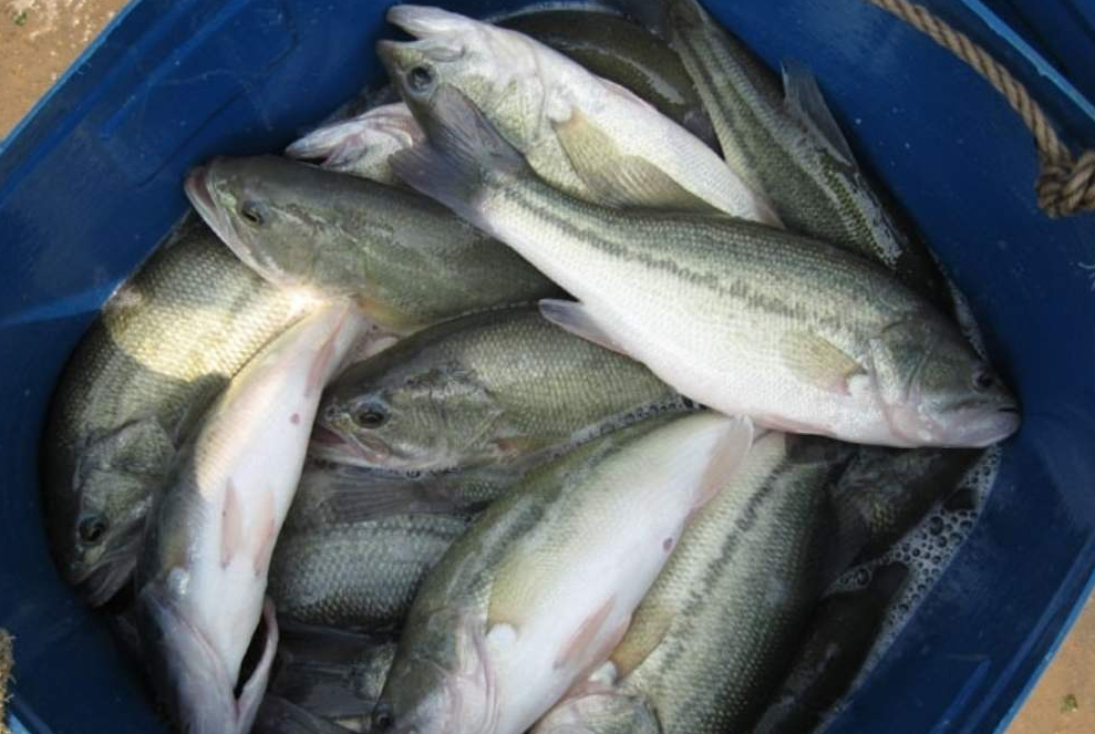 北京华联|北京华联超市一分公司的鲈鱼“太疯狂”，兽药超标近90倍！