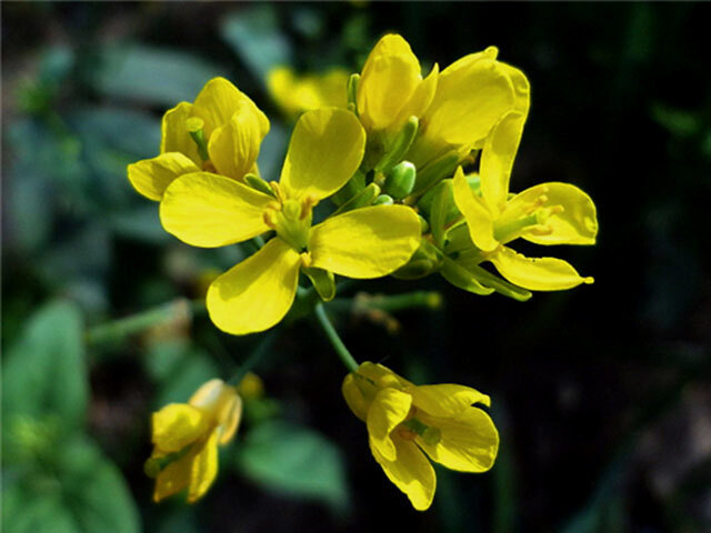 板蓝根|中药材板蓝根用什么肥料生根？板蓝根用什么叶面肥？板蓝根一年追几次肥？