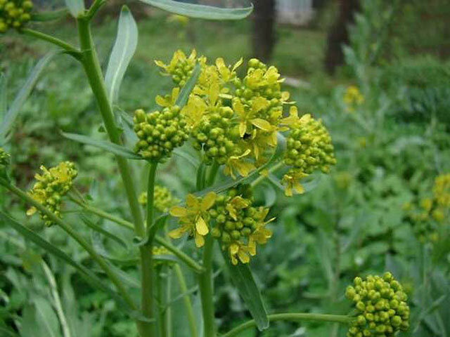 板蓝根|中药材板蓝根用什么肥料生根？板蓝根用什么叶面肥？板蓝根一年追几次肥？