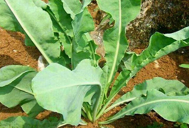 板蓝根|中药材板蓝根用什么肥料生根？板蓝根用什么叶面肥？板蓝根一年追几次肥？