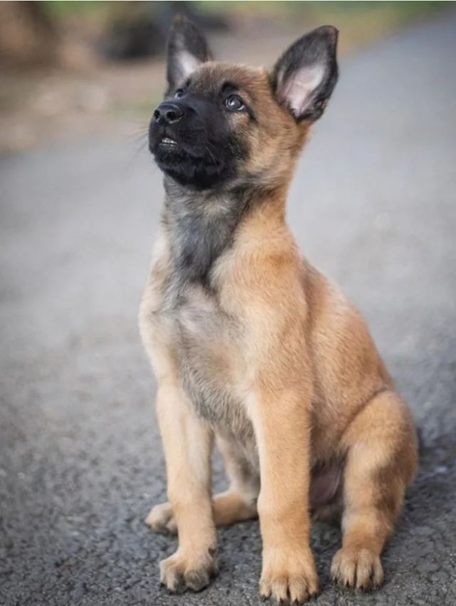 小警犬第一天训练照曝光这气质也太帅了