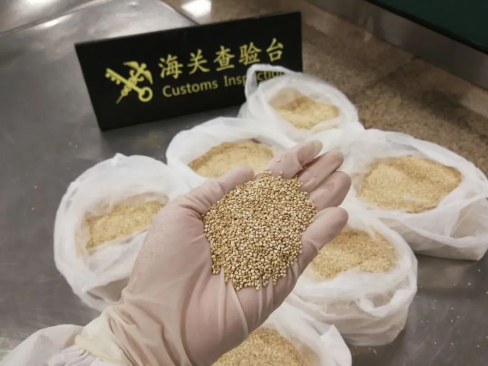 海关|漂洋过海 藜麦种子难进国门