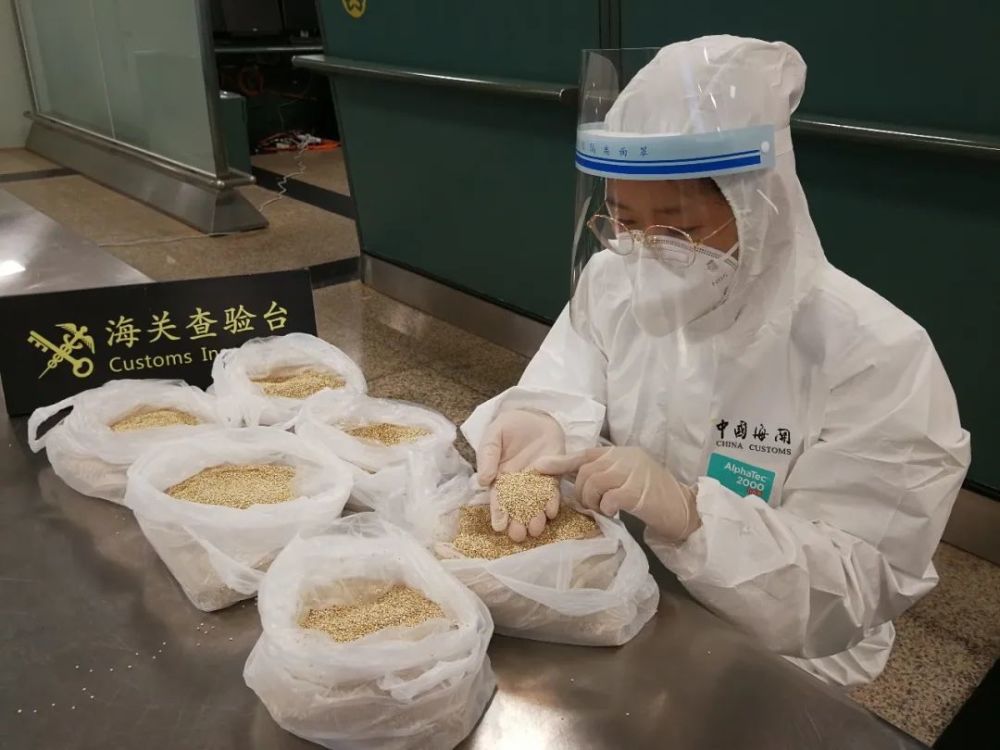 海关|漂洋过海 藜麦种子难进国门