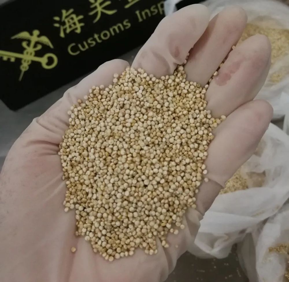 海关|漂洋过海 藜麦种子难进国门