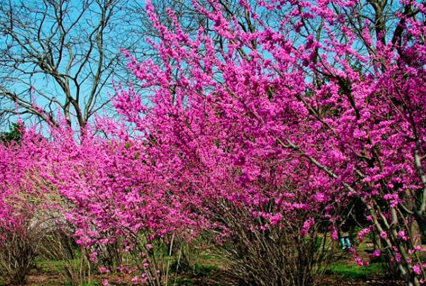 巨紫荆|巨紫荆的栽培技术