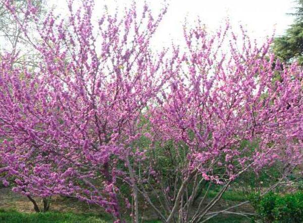 巨紫荆|巨紫荆的栽培技术