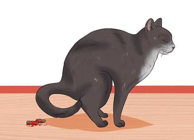 猫咪血便怎么办？我们争取用1000字说明白猫咪便血小猫猫咪