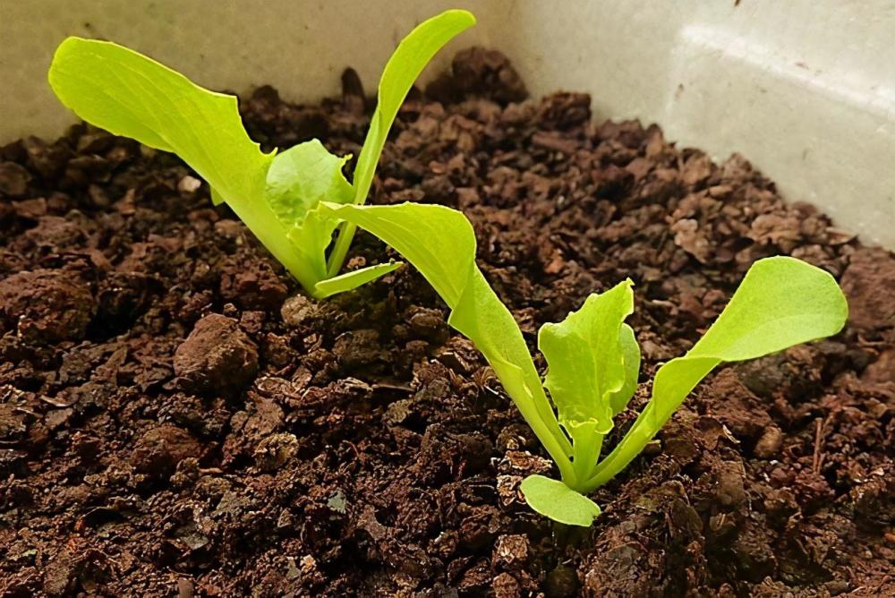 阳台|自己种菜，丰衣足食，适合阳台种的“5种菜”，秋天别错过