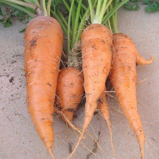 阳台|自己种菜，丰衣足食，适合阳台种的“5种菜”，秋天别错过